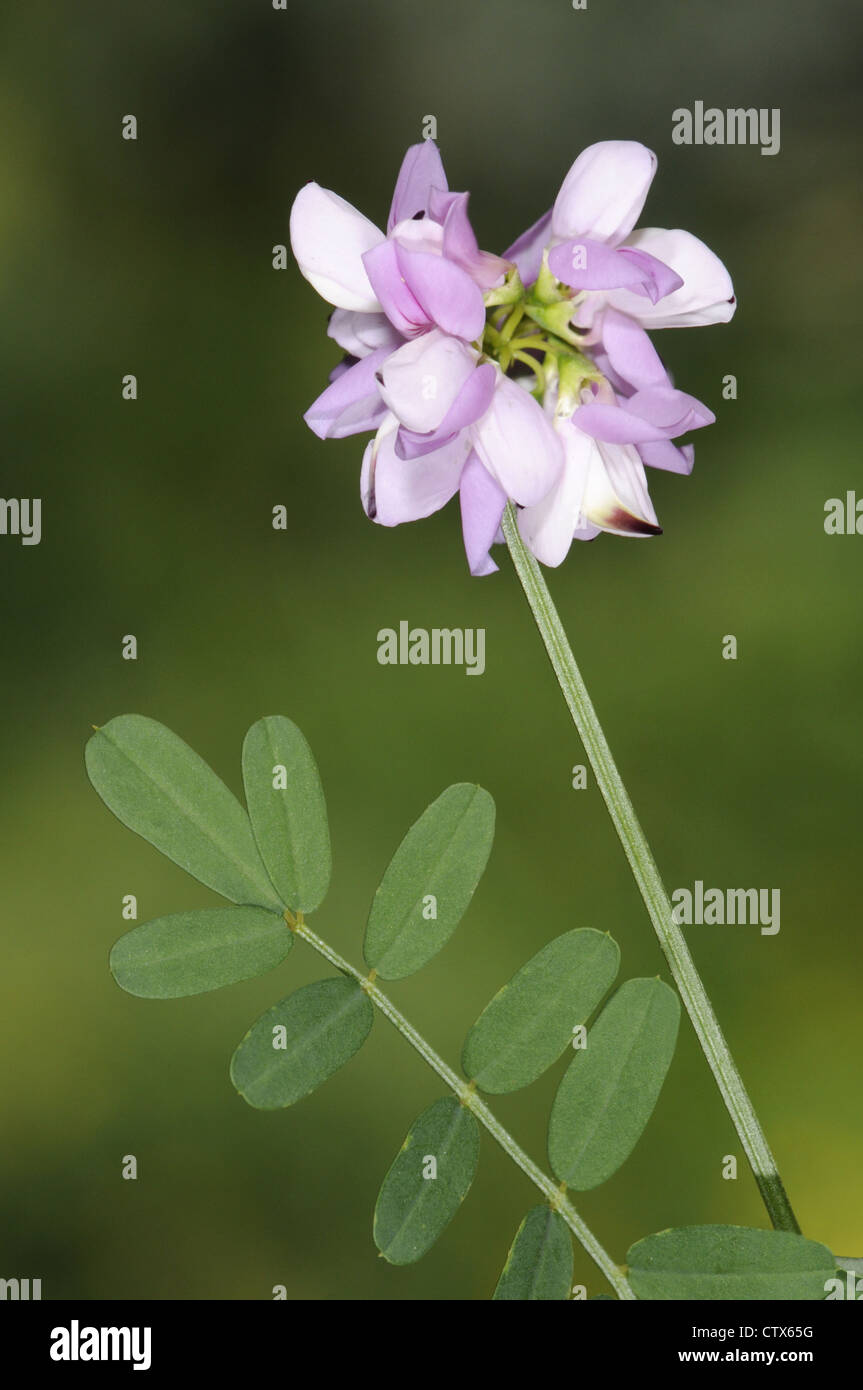 CROWN VETCH Securigera varia (Fabaceae) Stock Photo