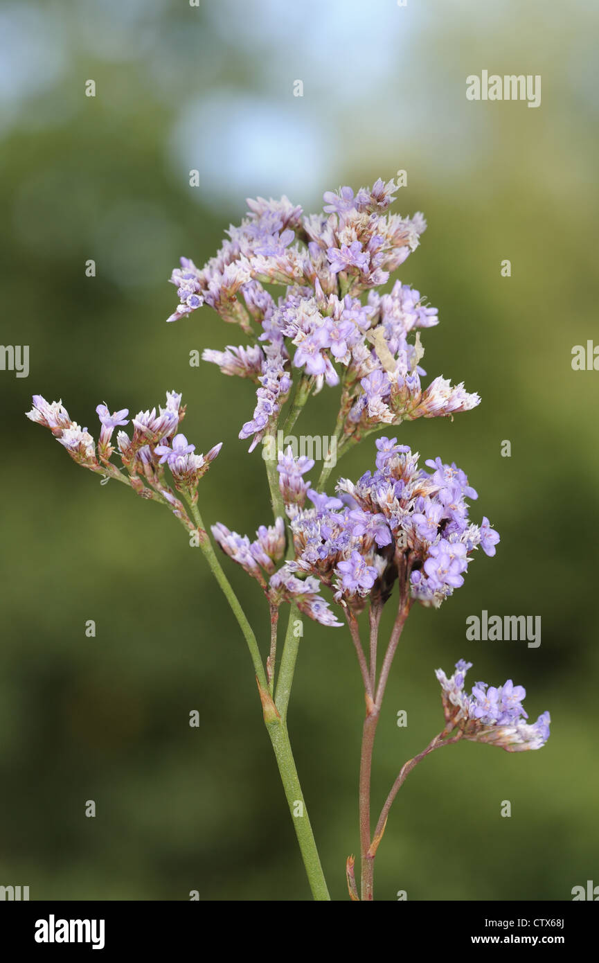 COMMON SEA-LAVENDER Limonium vulgare (Plumbaginaceae) Stock Photo