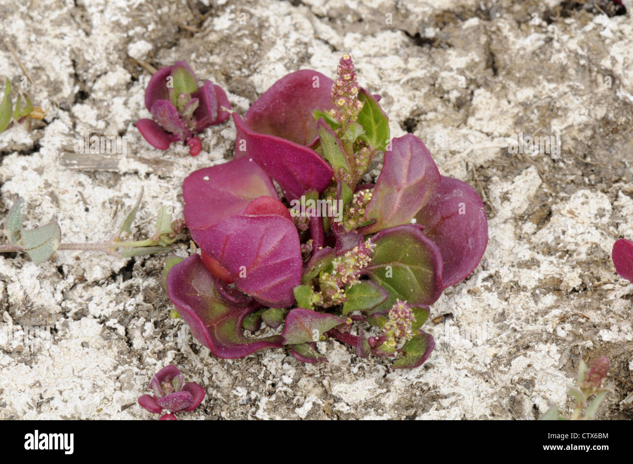 Saltmarsh Goosefoot Chenopodium chenopodioides (Chenopodiaceae) Stock Photo