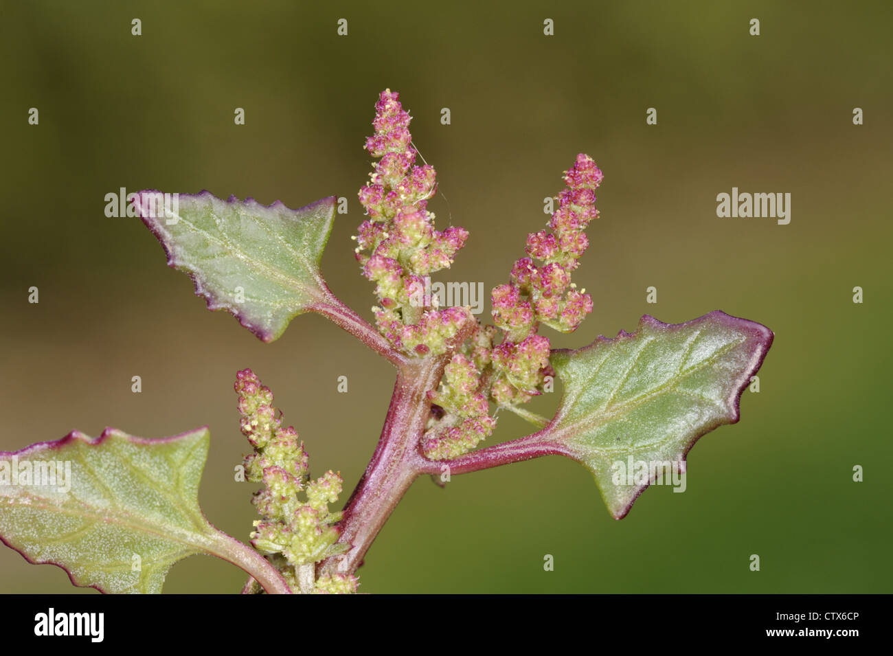 RED GOOSEFOOT Chenopodium rubrum (Chenopodiaceae) Stock Photo