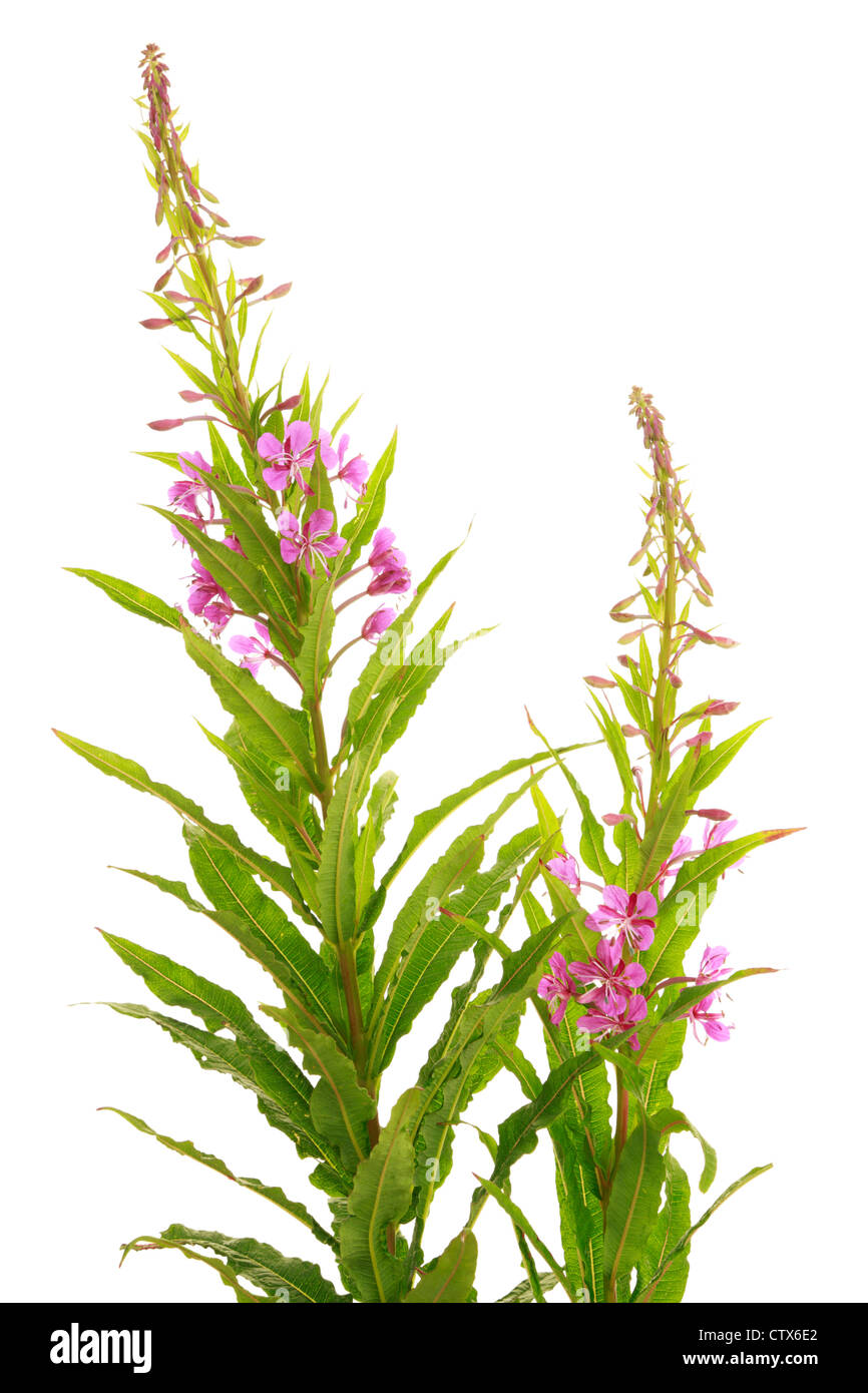 Rosebay Willow Herb (Epilobium angustifolium) Stock Photo