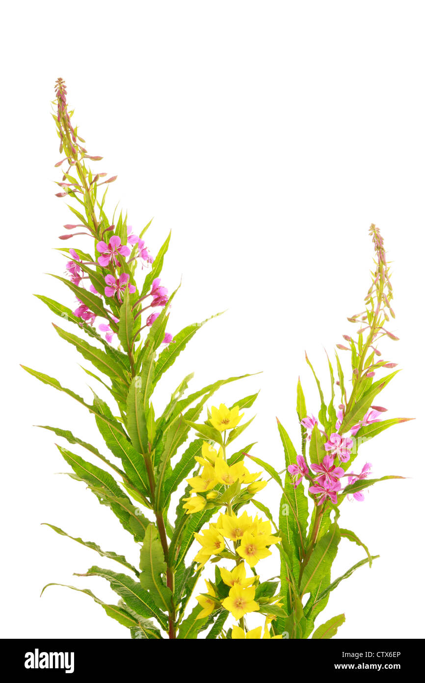 Rosebay Willow Herb (Epilobium angustifolium) Stock Photo