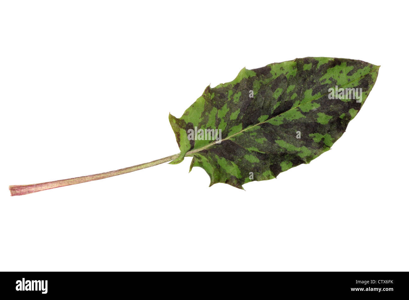 SPOTTED HAWKWEED Hieracium maculatum (Asteraceae) Stock Photo