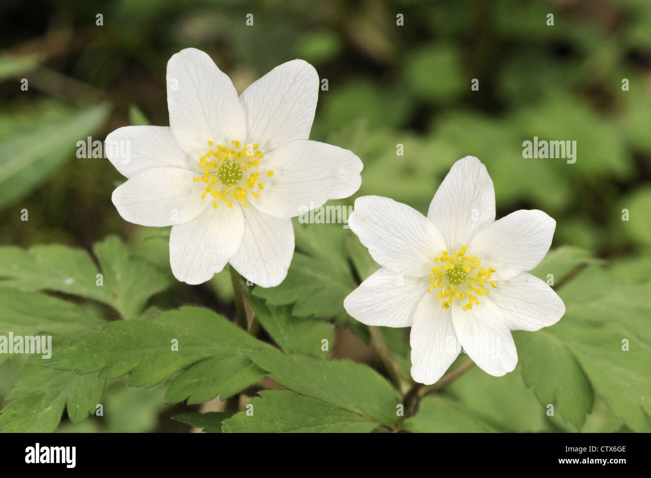 WOOD ANEMONE Anemone nemorosa (Ranunculaceae) Stock Photo