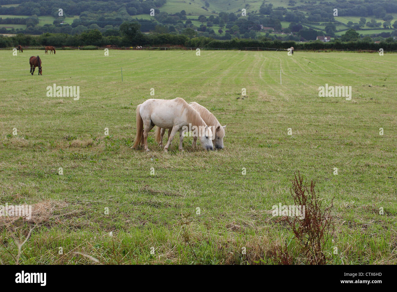 A pair of white Shetland ponies. Stock Photo
