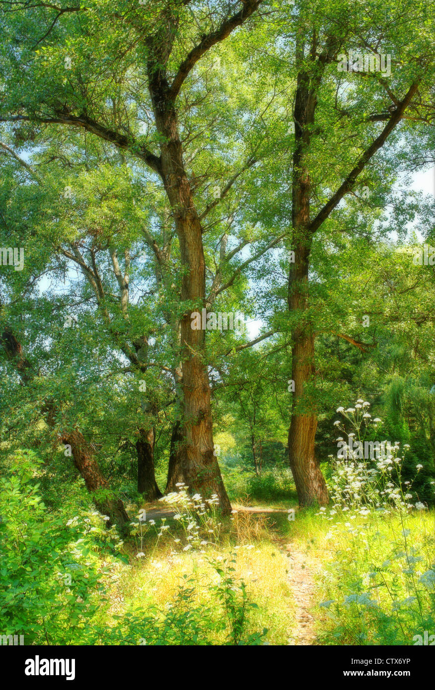 Summer forest. Midday Stock Photo