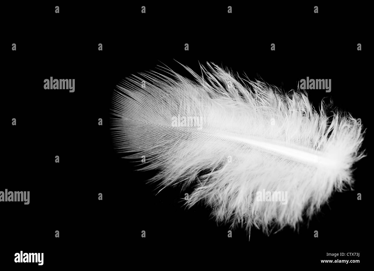 Goose Down Feather Isolated on a Black Background Stock Photo