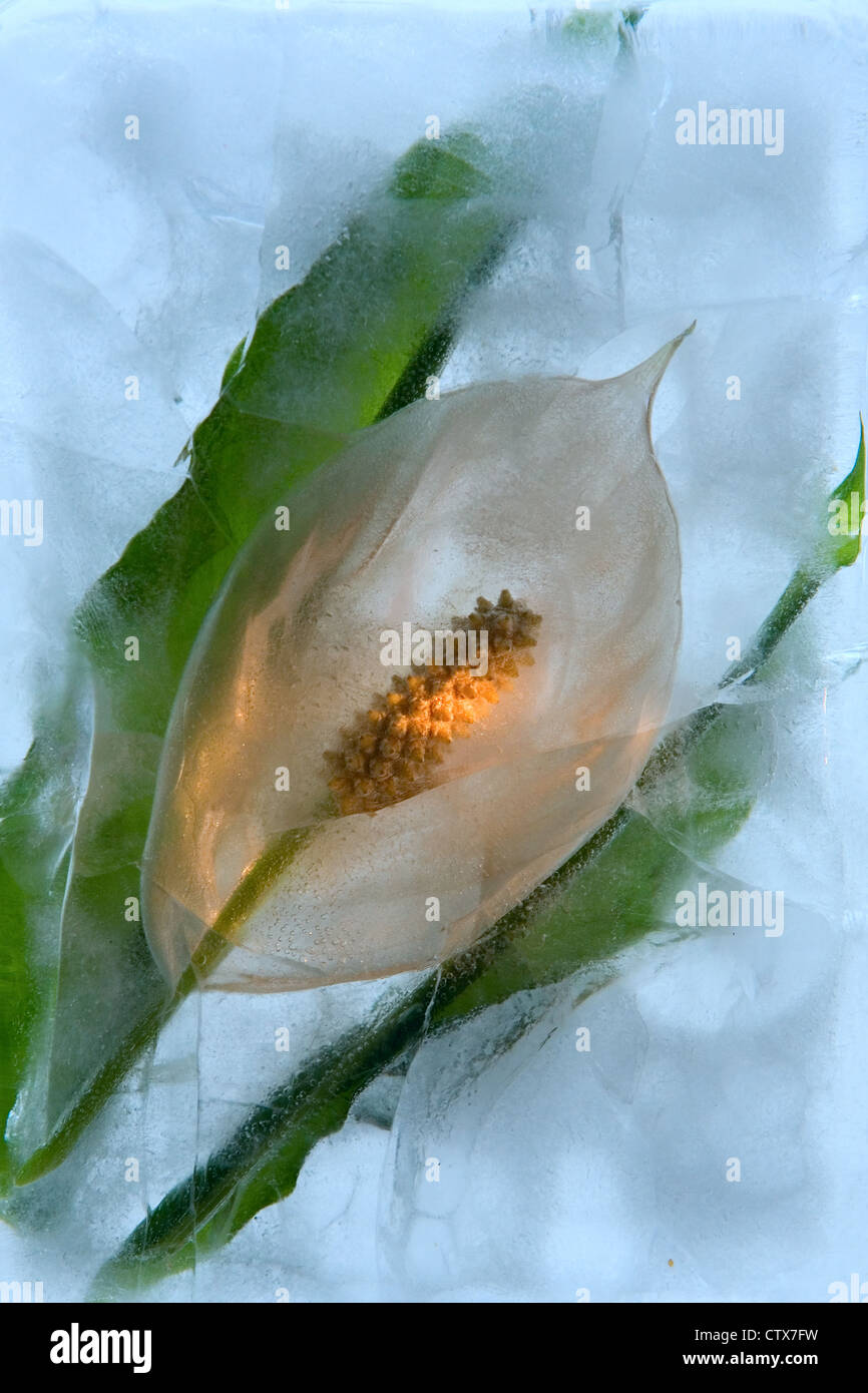 Frozen beautiful Spathiphyllum floribundum flower. blossomsin the ice cube Stock Photo