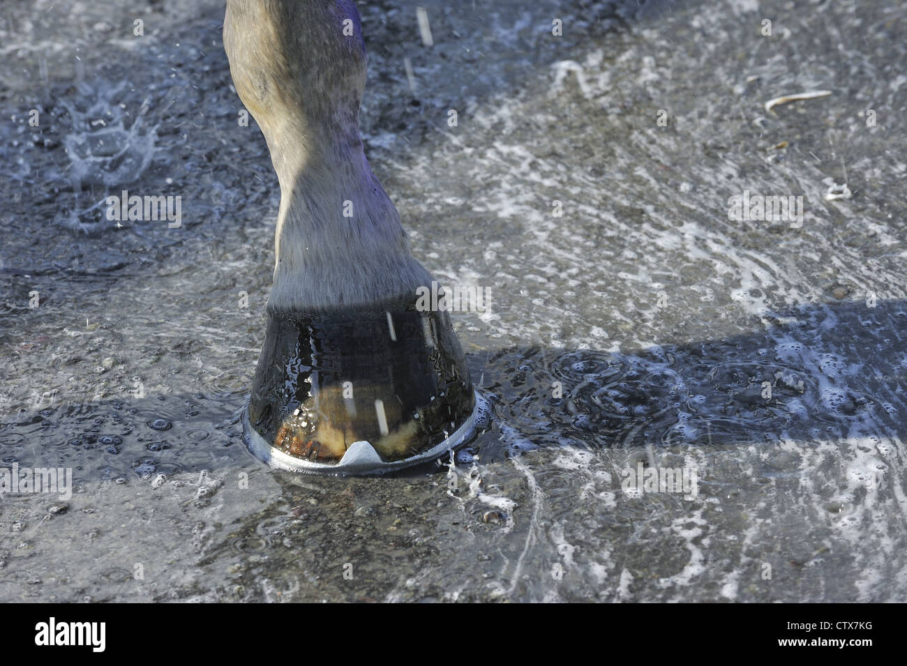 Leg and hoof of horse with horseshoe in water Stock Photo Alamy