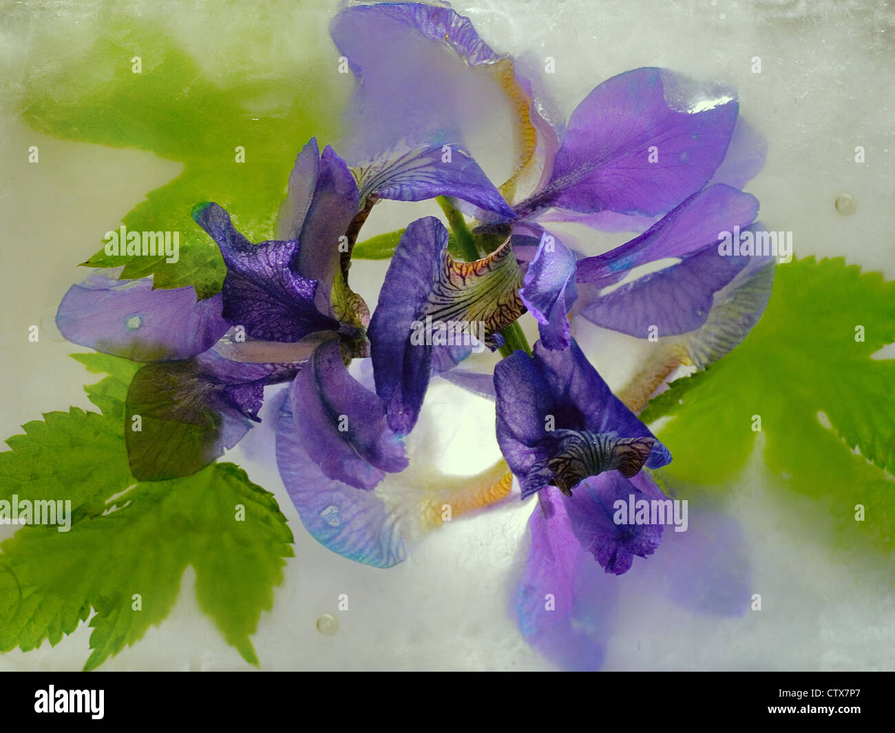Frozen beautiful Spathiphyllum floribundum flower. blossomsin the ice cube Stock Photo
