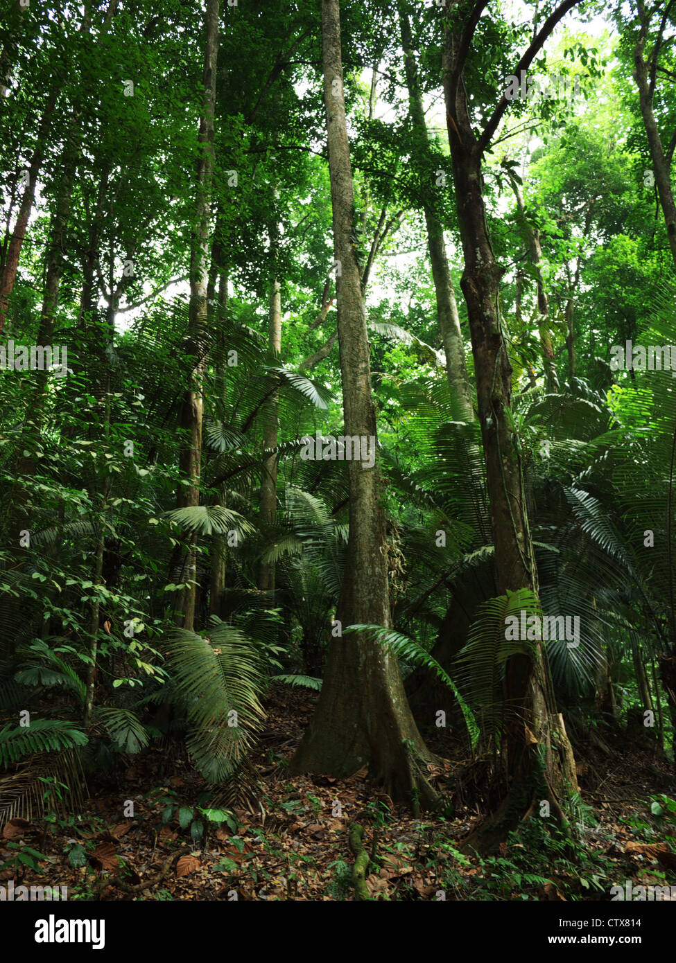Tall trees rain forest hi-res stock photography and images - Alamy
