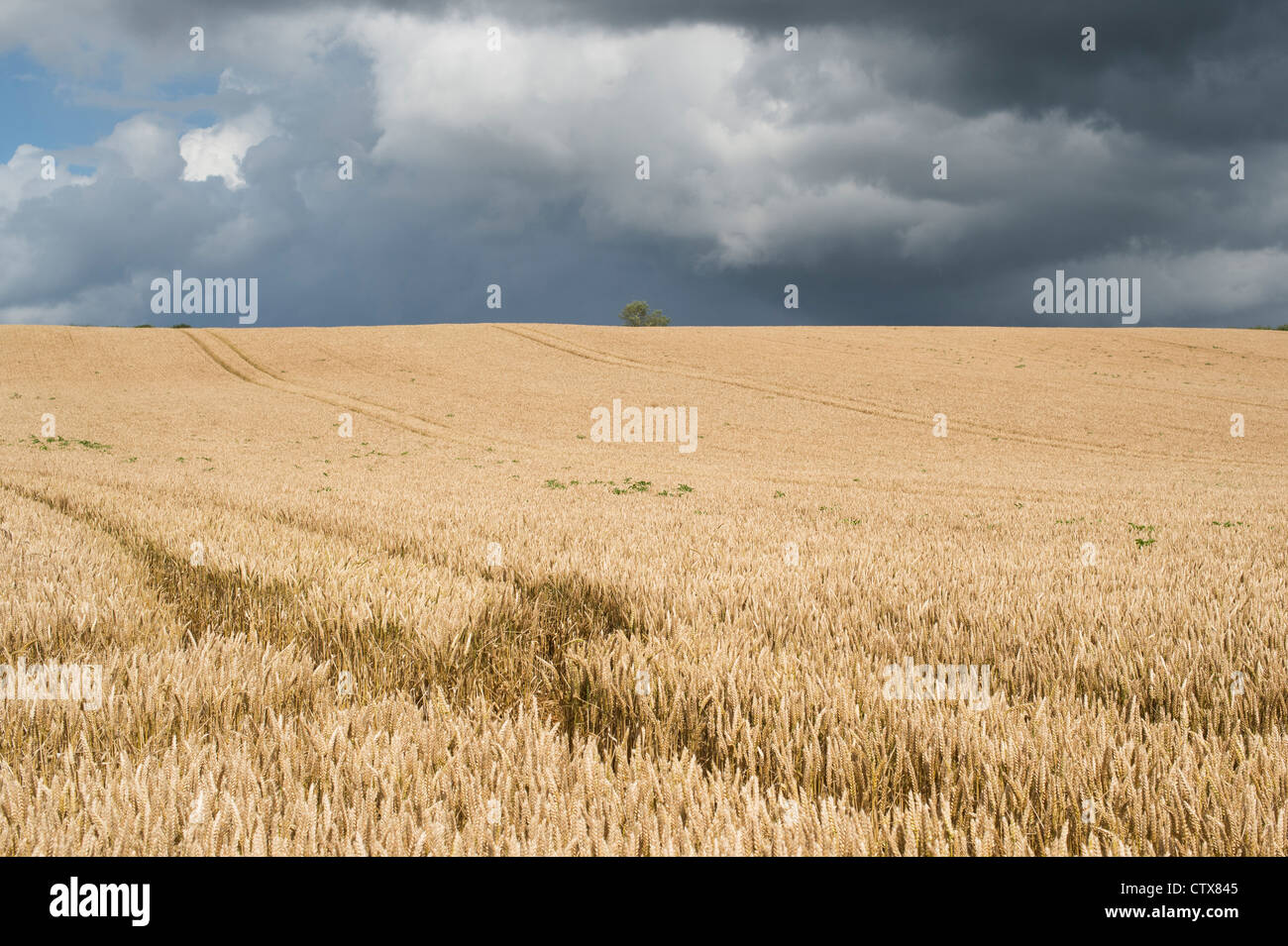 Wheat field against a stormy sky in the english countryside Stock Photo