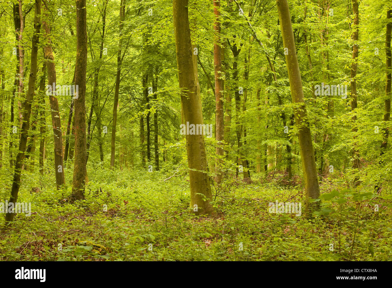 The Dense Woodland Surrounding Lyons La Foret Stock Photo Alamy