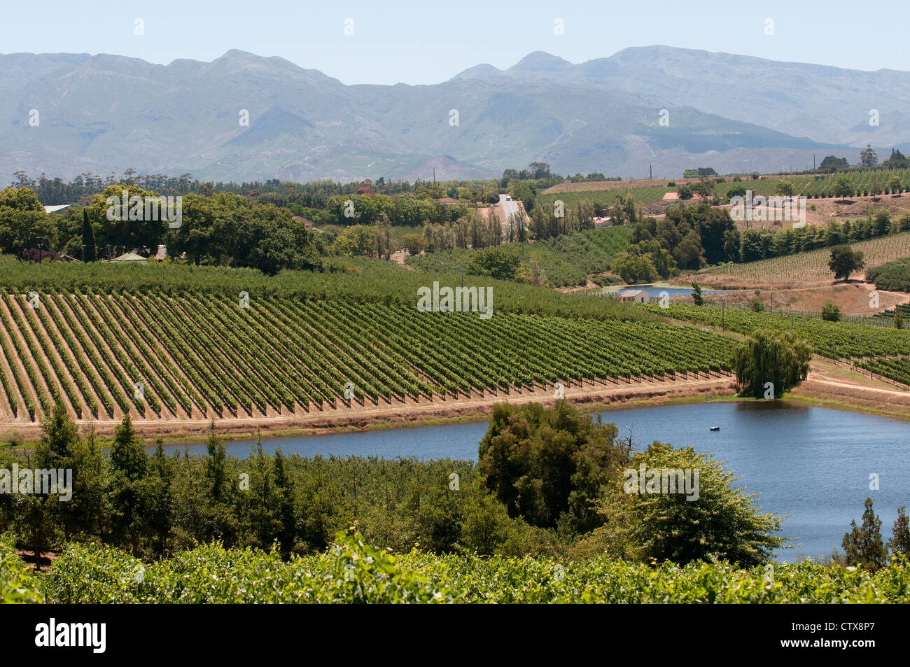 Cape Province Vineyards vines & fruit farming in the Elgin region