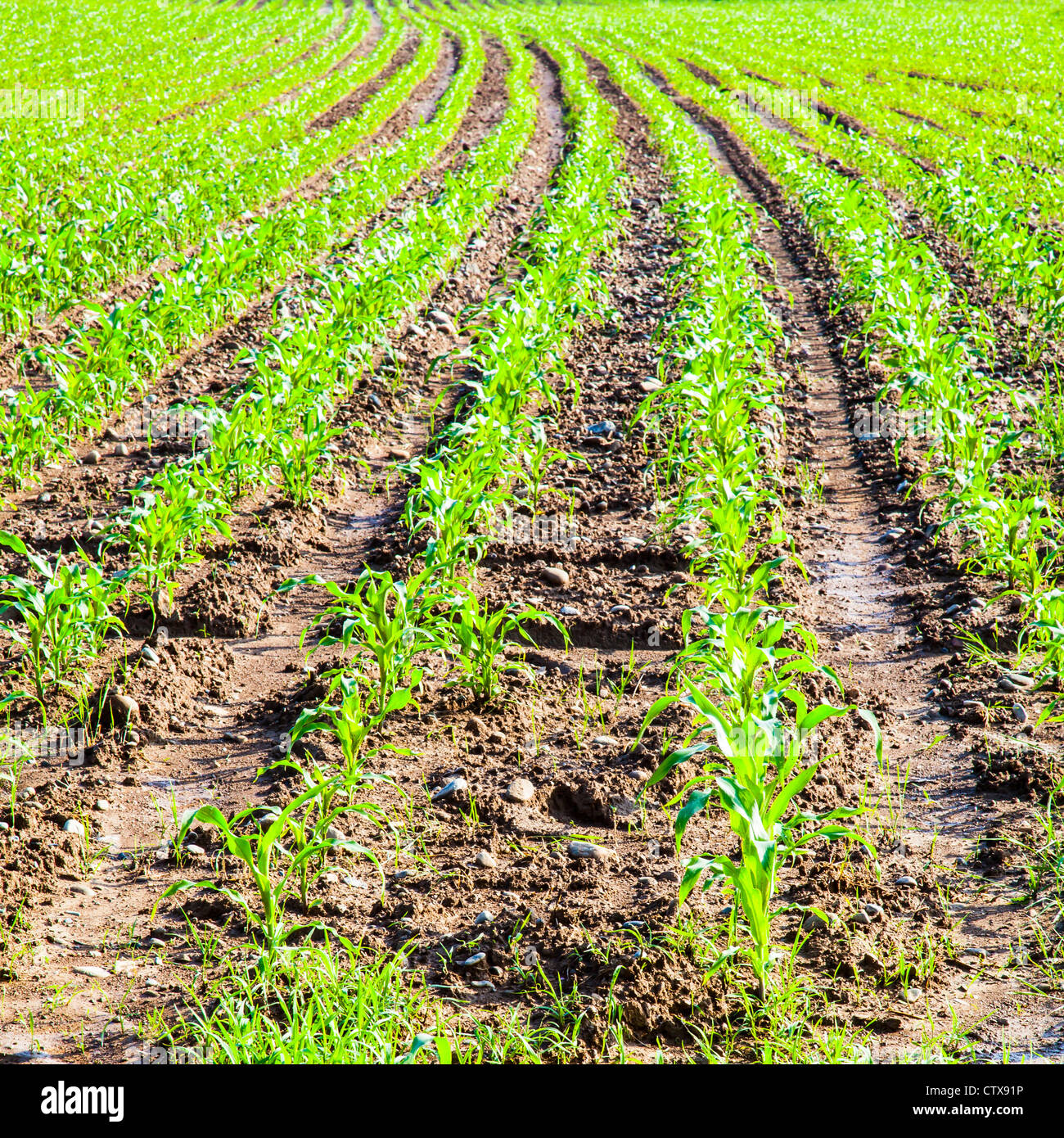 Field of green corn in spring season Stock Photo