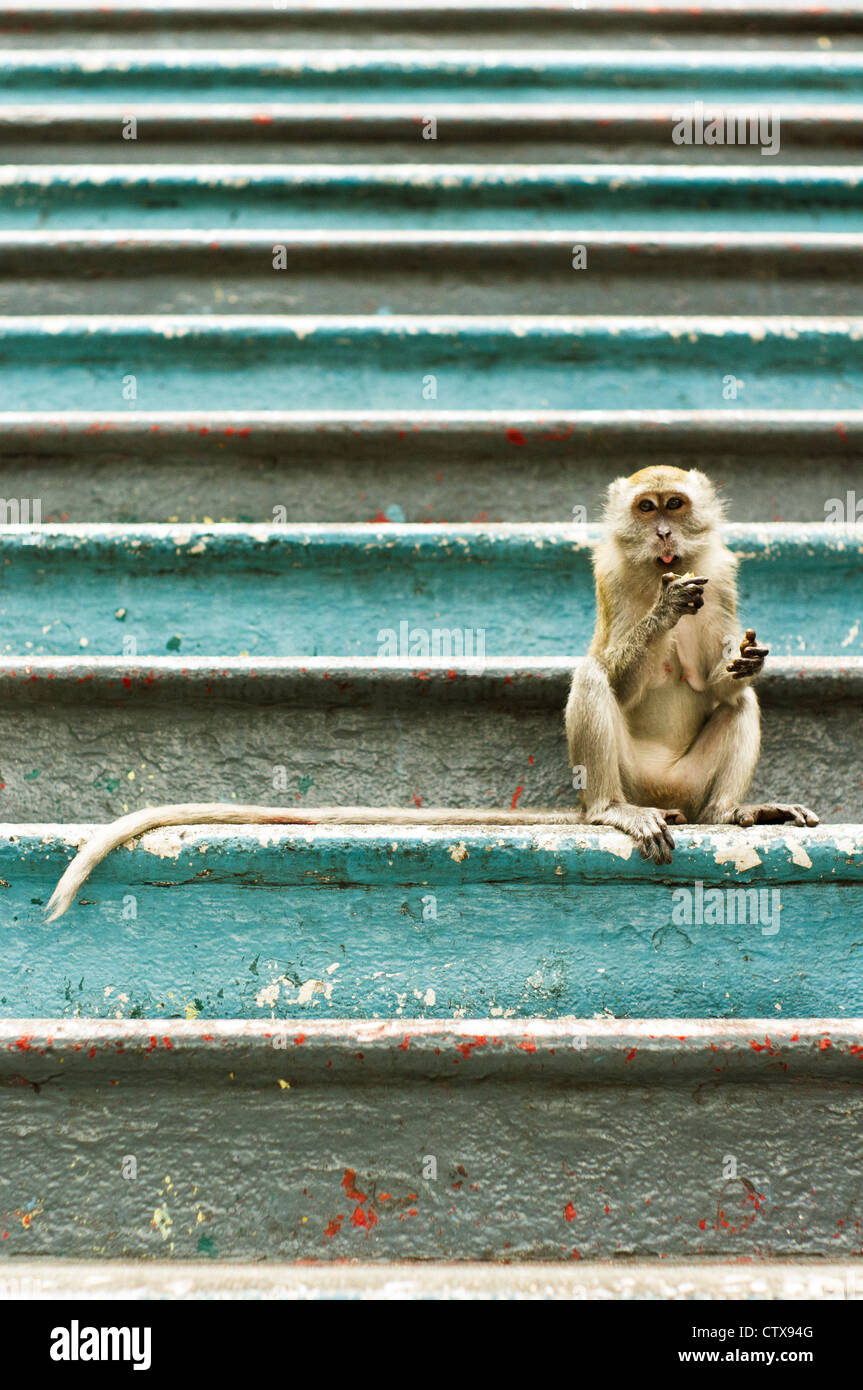 Macaque monkey at batu caves temple of kuala lumpur, malaysia. Stock Photo
