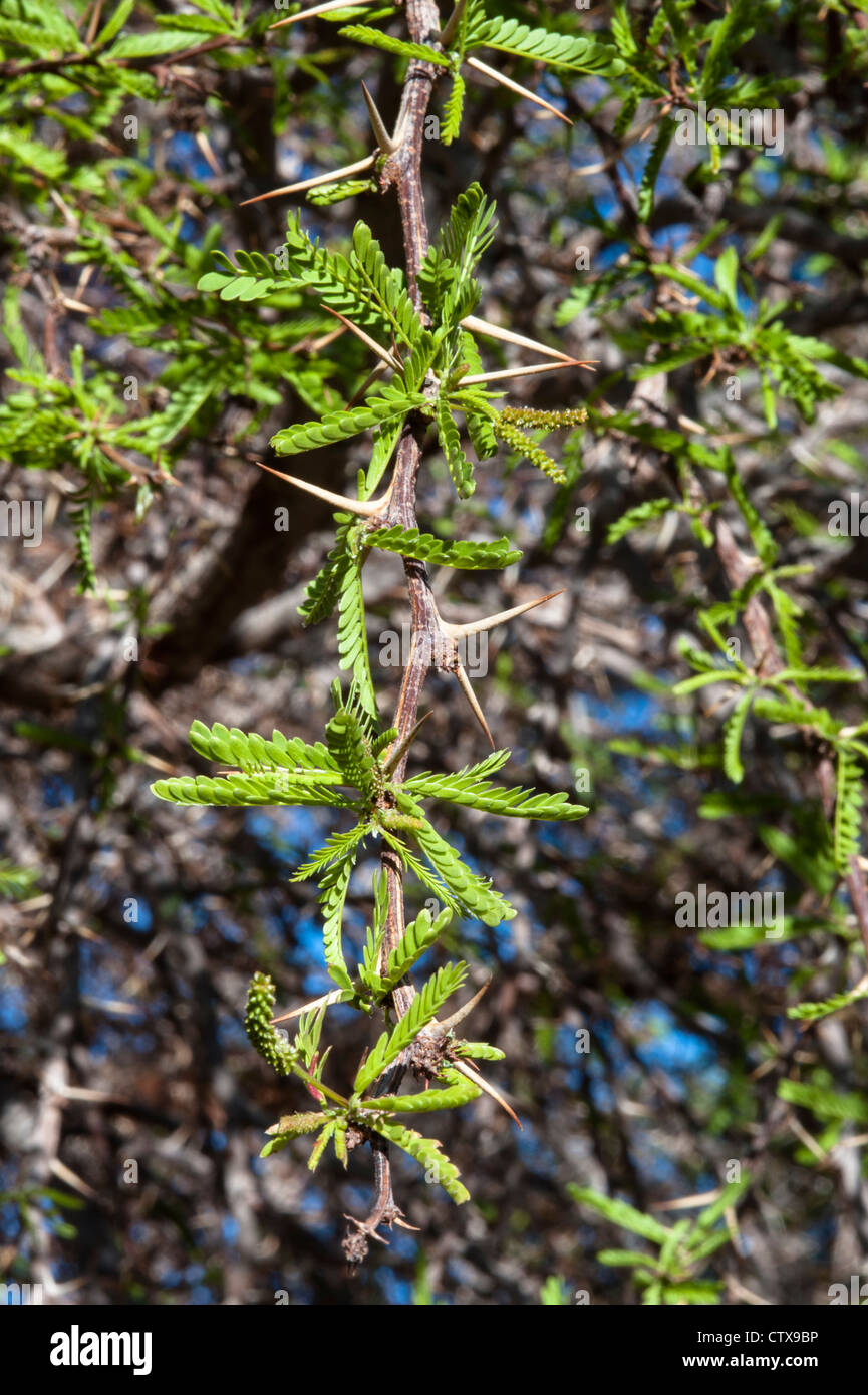 Tamarugo (Prosopis tamarugo) branch with leaves and thorns Tumbillo Village Northern Chile Stock Photo