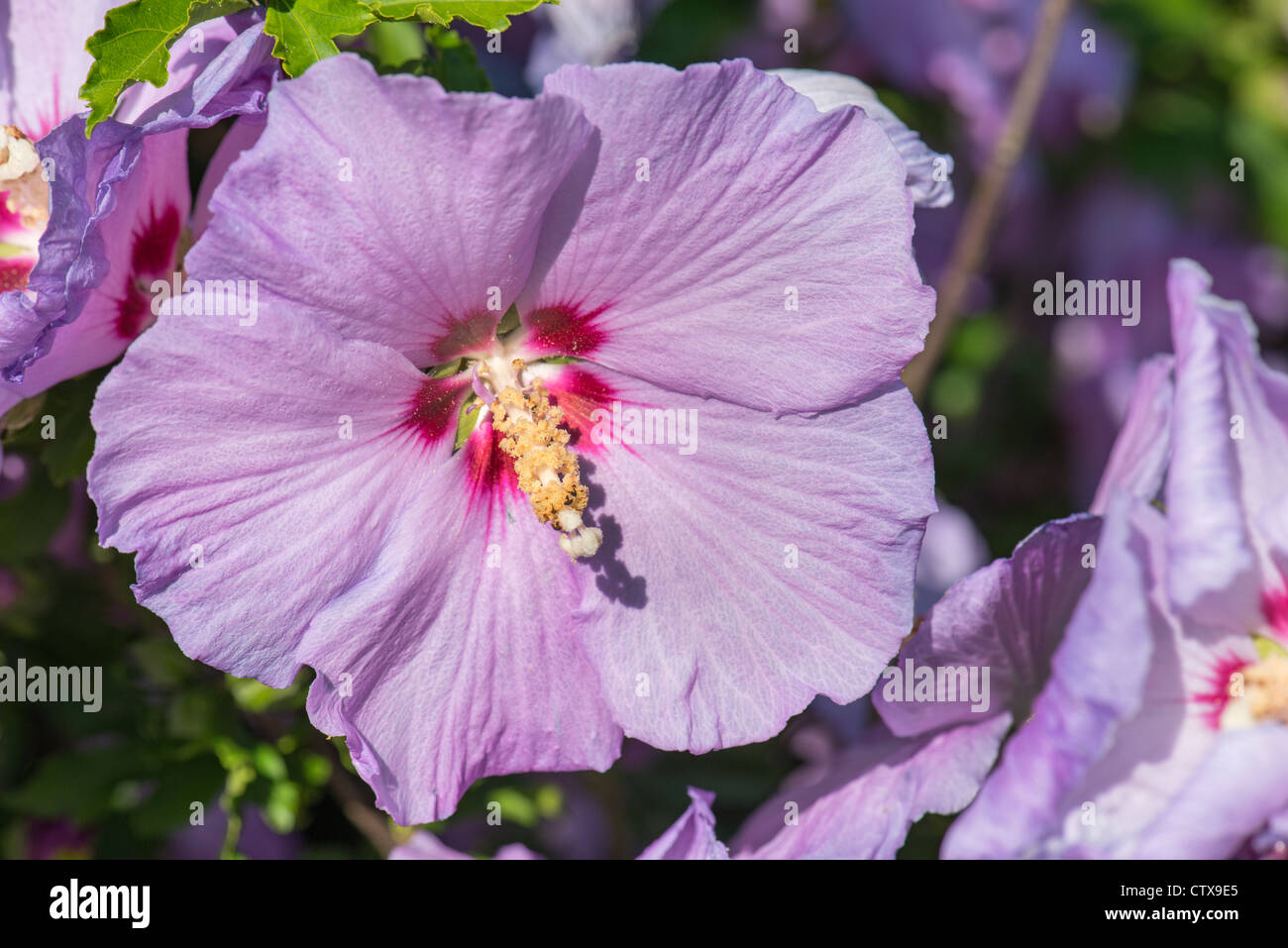 Hibiscus syriacus Malvae Malvaceae mallow rosemallow hibiskus weed