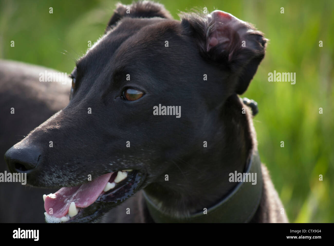 A Long Haired Lurcher Stock Photos A Long Haired Lurcher Stock