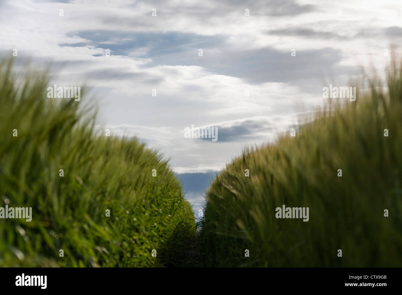 Low view of a path made through a crop field. Stock Photo