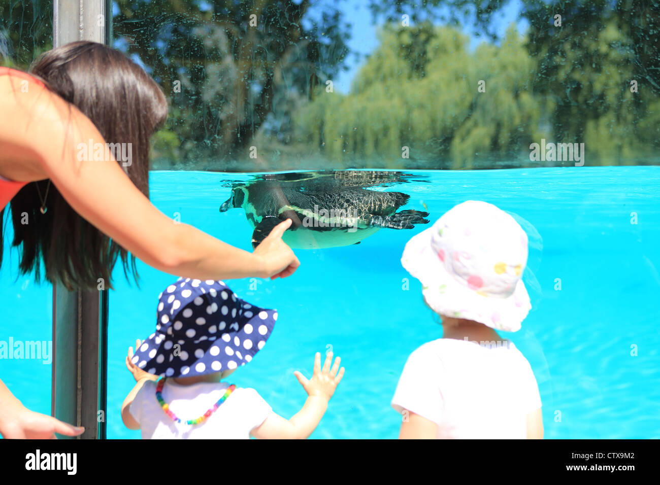 The new (2011) popular Penguin Beach attraction at London Zoo, in the