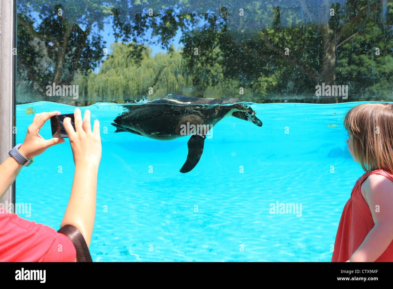 The new (2011) popular Penguin Beach attraction at London Zoo, in the