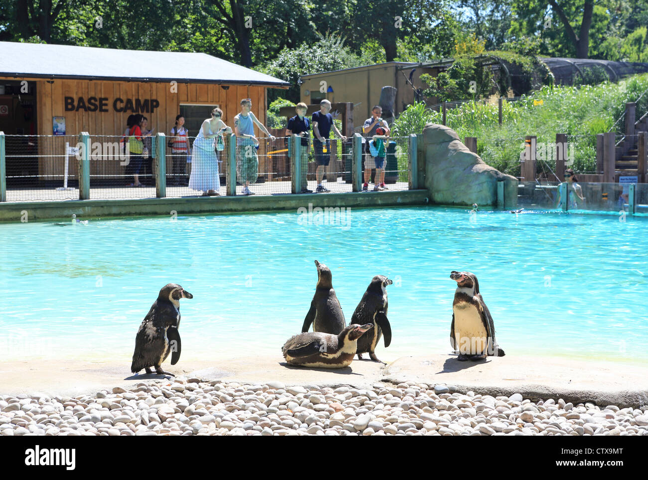 London zoo penguin beach hi-res stock photography and images - Alamy