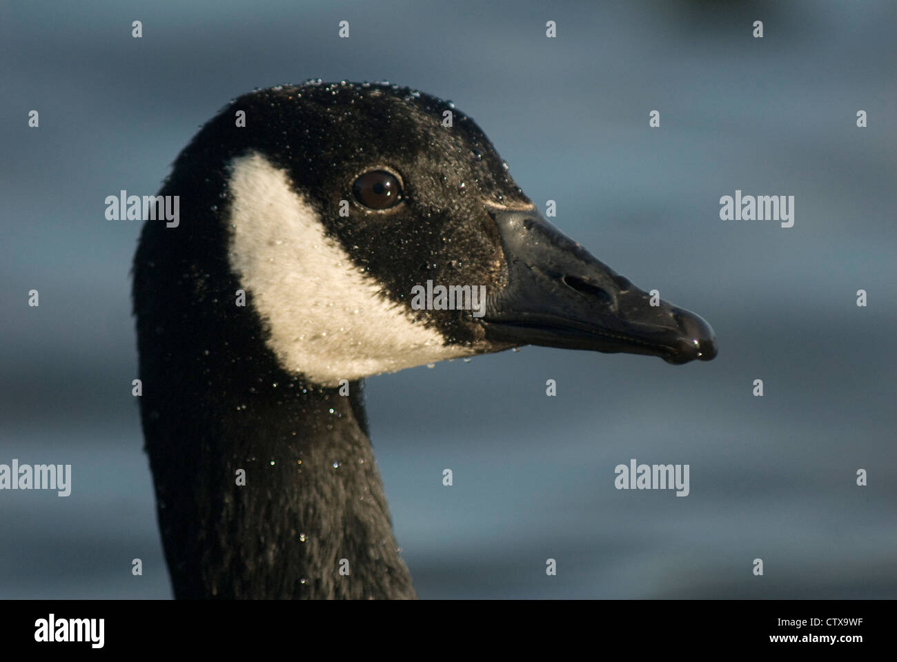 Canada goose branta canadensis pronunciation Clearance