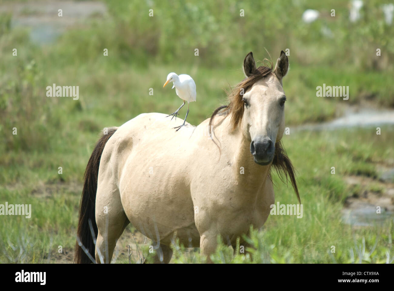 Assateague Pony with Cattle Egret (Bubulcus ibis) on its back Stock Photo