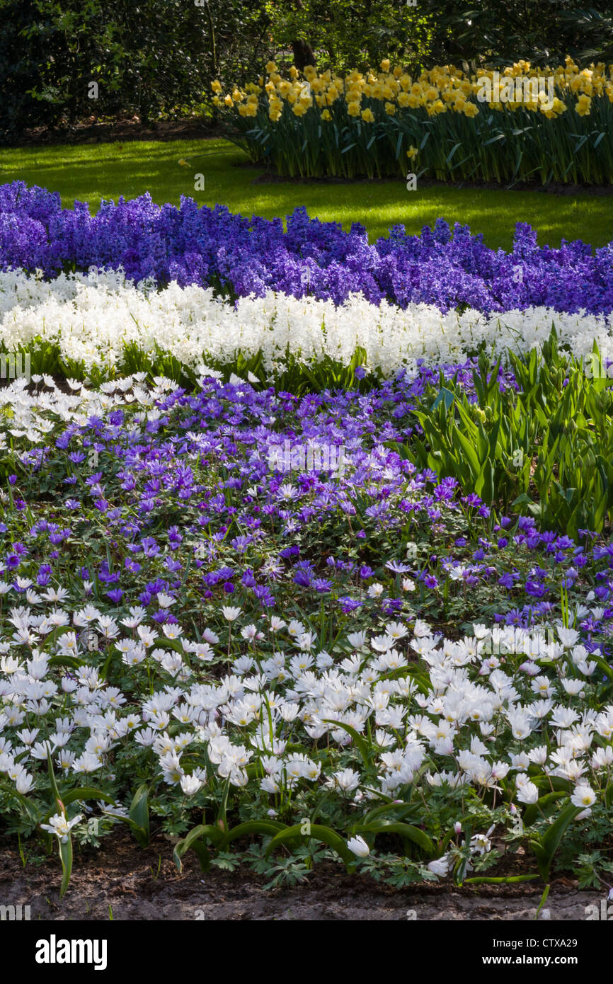 Spring garden scene with Anemone Blanda, tulips and purple hyacinths in Keukenhof Gardens, South Holland, The Netherlands. Stock Photo