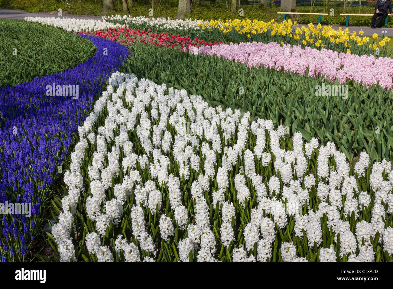 Spring garden scene with tulips, hyacinths, muscari, and Daffodils in ...