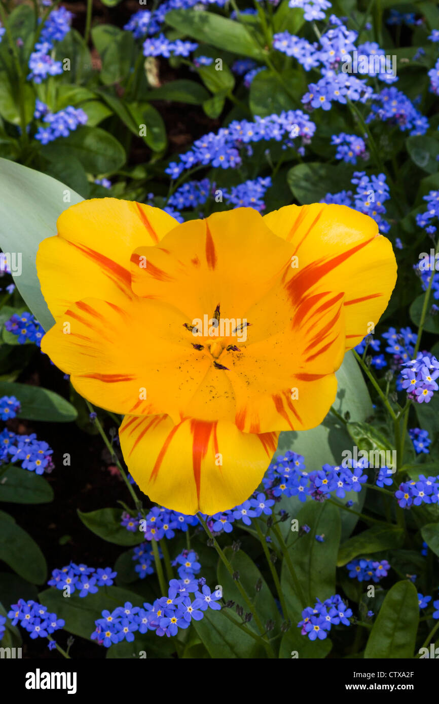 Spring garden scene with yellow tulip and blue-eyed grass flowers in Keukenhof Gardens, South Holland, The Netherlands. Stock Photo