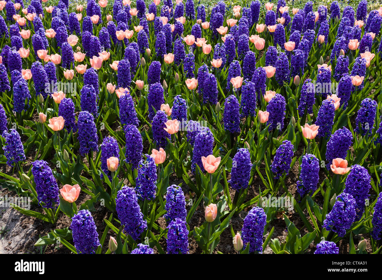 Spring garden with purple hyacinths and pink tulips in Keukenhof Gardens, South Holland, The Netherlands. Stock Photo