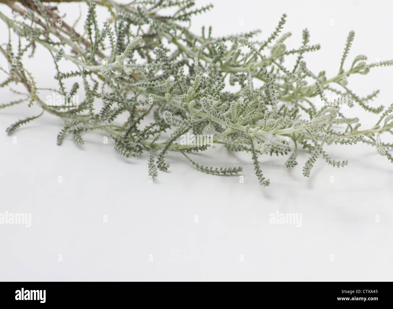 Cotton lavender branches and leaves (Santolina chamaecyparissus) on white background Stock Photo