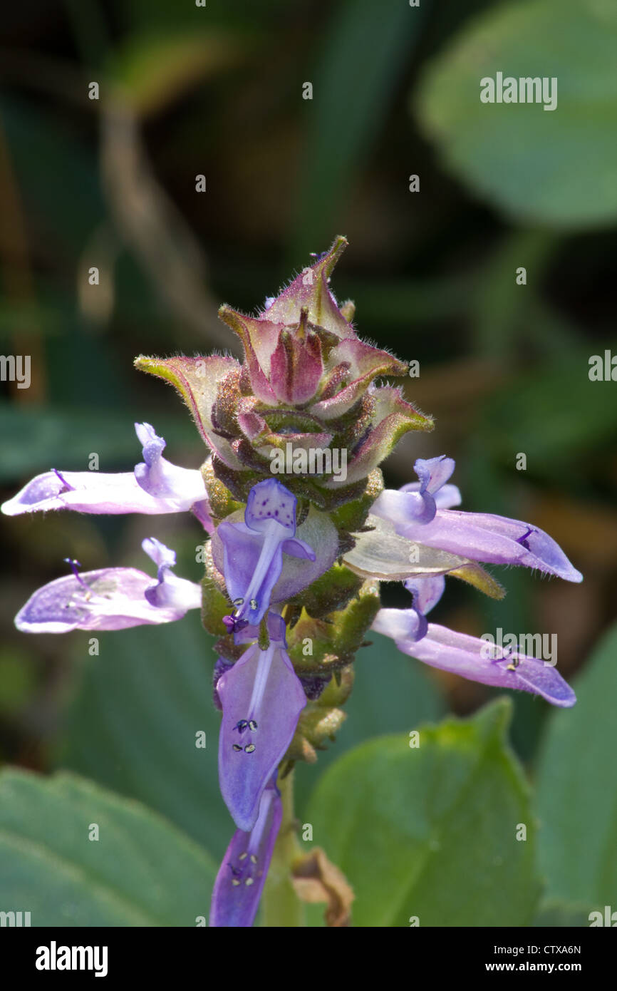 Plectranthus ornatus flower Stock Photo