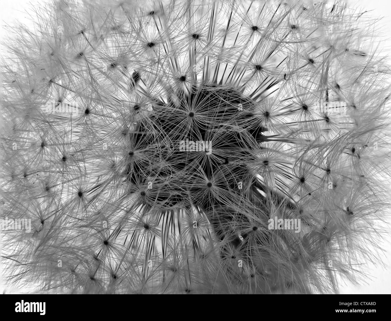 Dandelion seed head. Taraxacum officinale Stock Photo