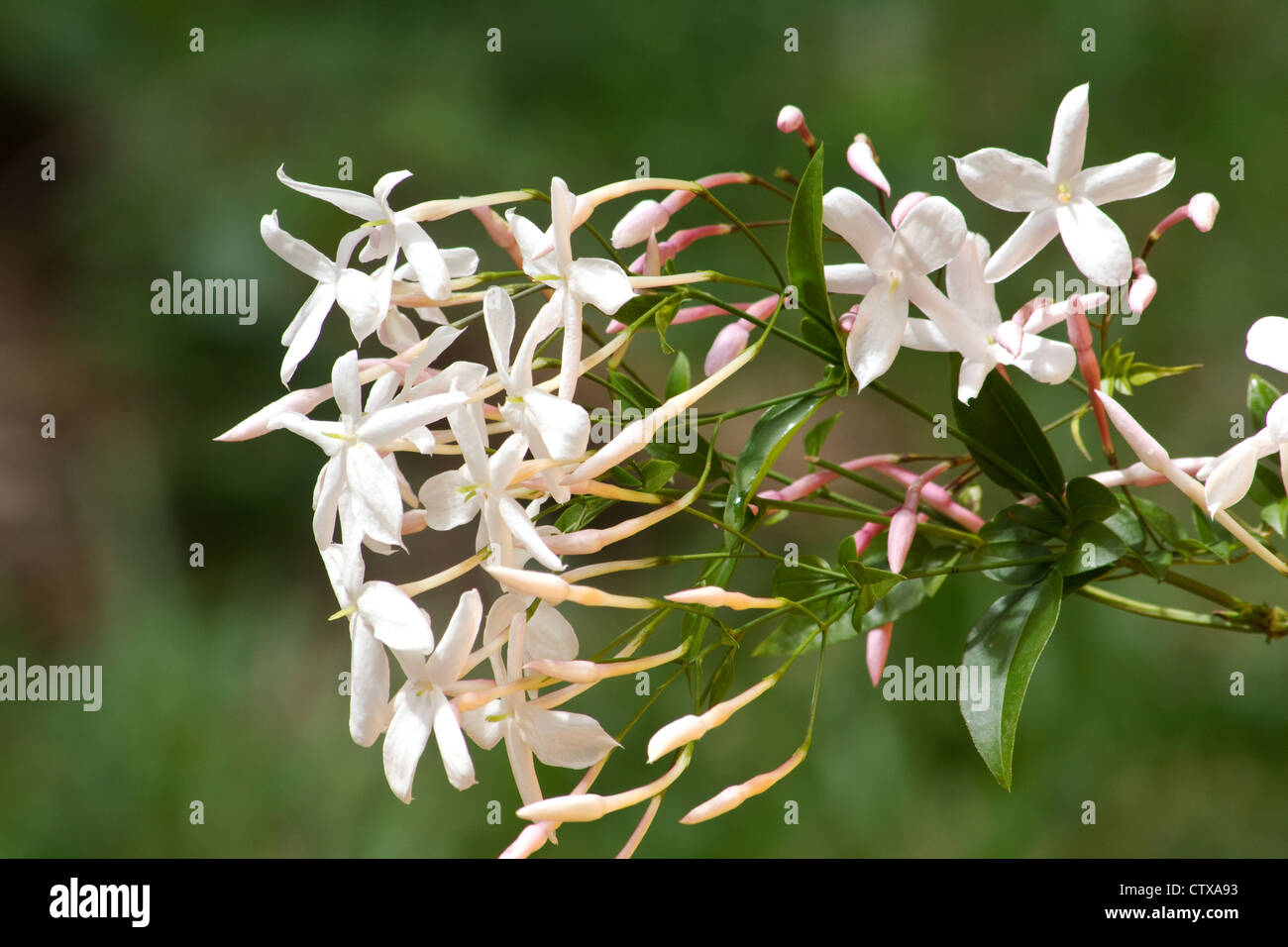 Pink jasmine in bloom Stock Photo Alamy