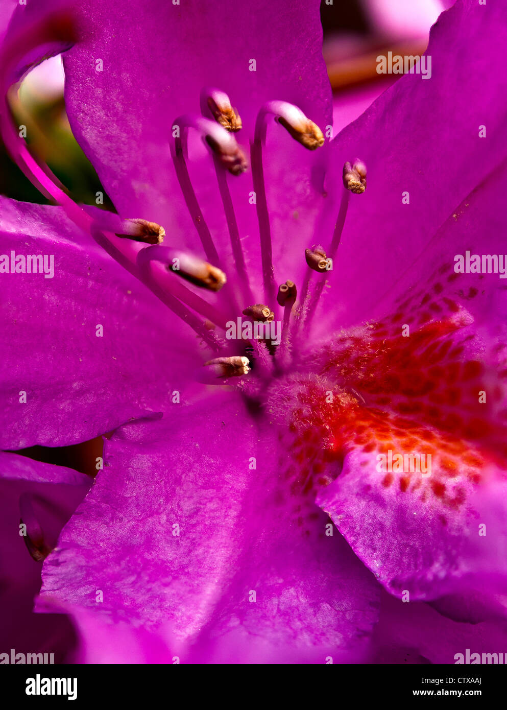 Rhododendron Purple Splendour Stock Photo