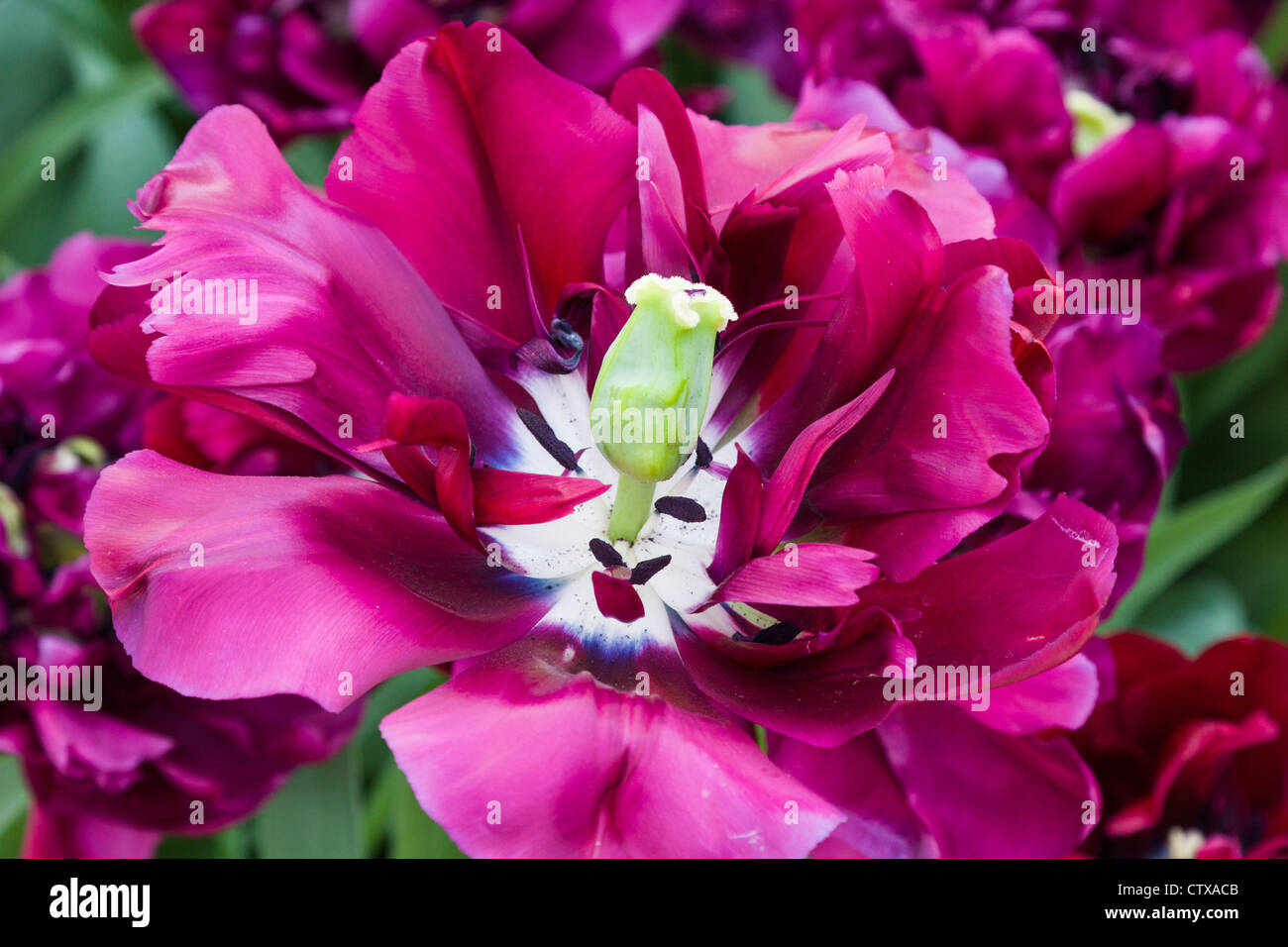 Double Late Tulip, Tulipa 'ANTRACIET', at Keukenhof Gardens in The Netherlands. Stock Photo