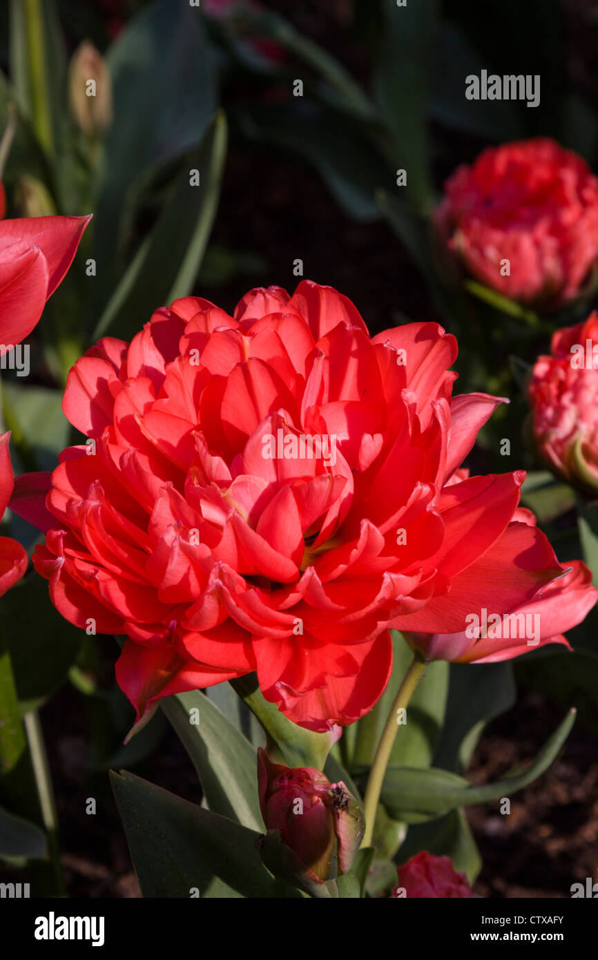 Double Early Tulip, Tulipa 'HOLLAND BABY' in Keukenhof Gardens, South