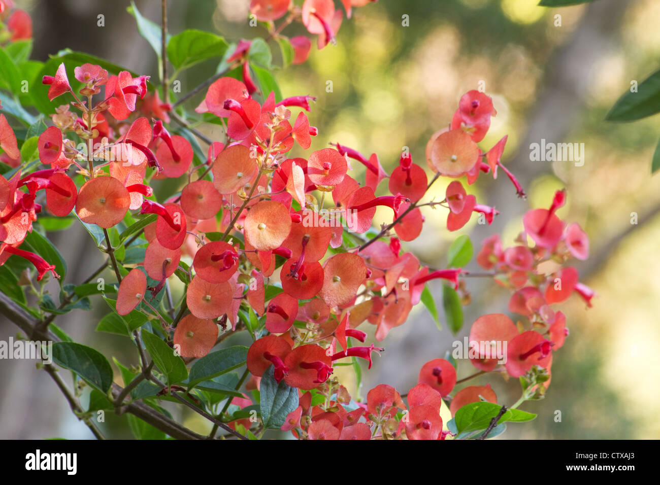 Chinese hat plant in bloom (Holmskioldia sanguinea ) Stock Photo