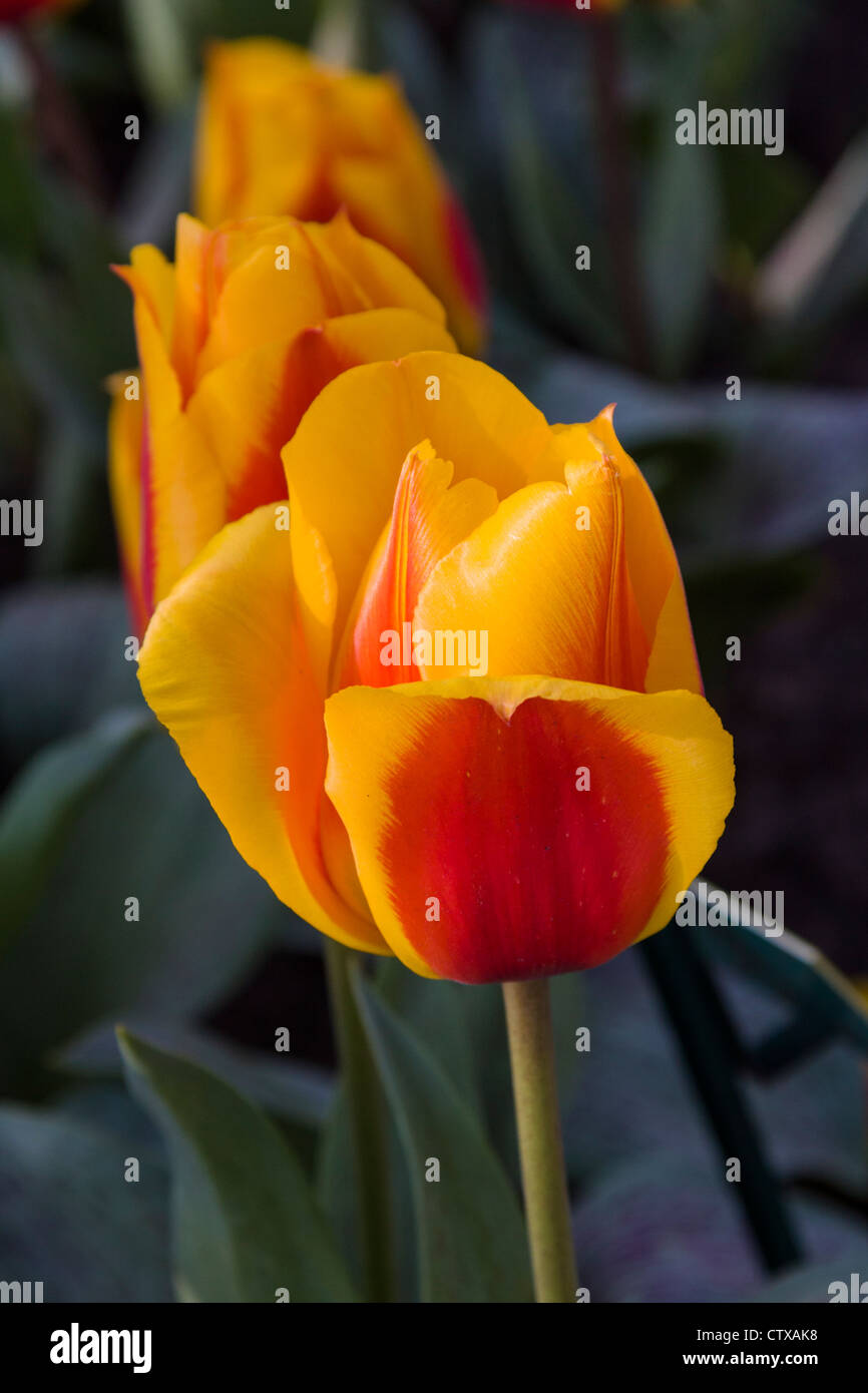 Tulips at Keukenhof Gardens in South Holland in The Netherlands. Stock Photo