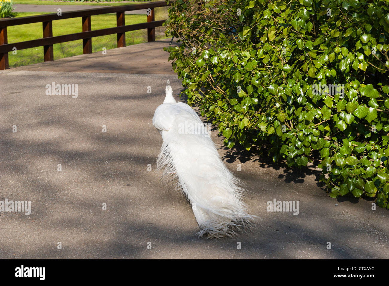 White Peacock, a variation of the 'Indian Blue Peafowl,' at Keukenhof Gardens in The Netherlands. Stock Photo