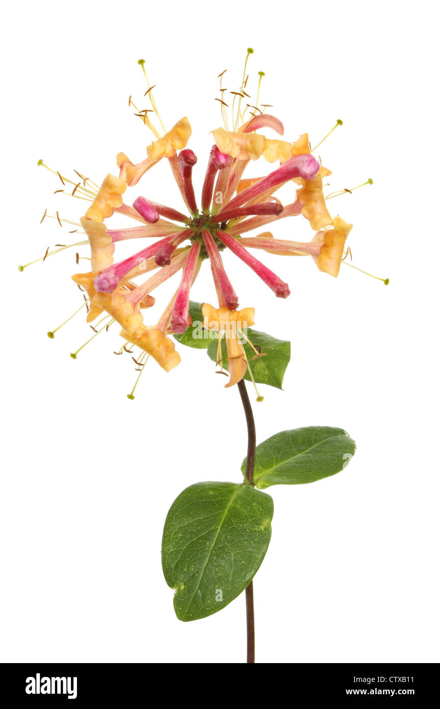 Closeup of a honeysuckle flower and leaves isolated against white Stock ...