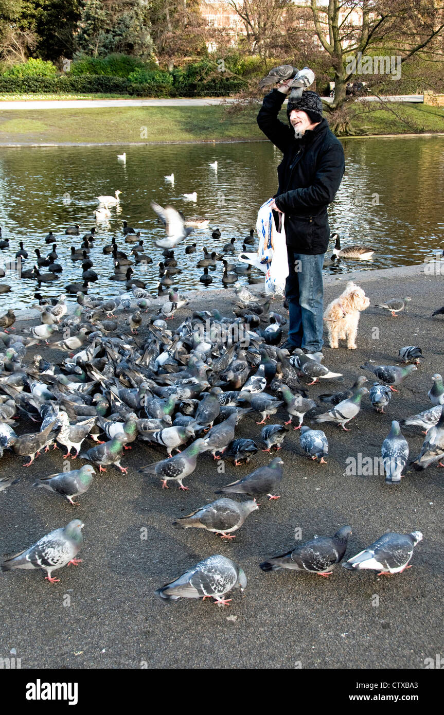 Man feeding pigeons in park in winter, London England Britain UK Stock Photo