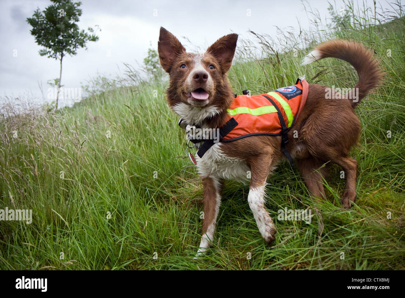 Search dog Ben Stock Photo