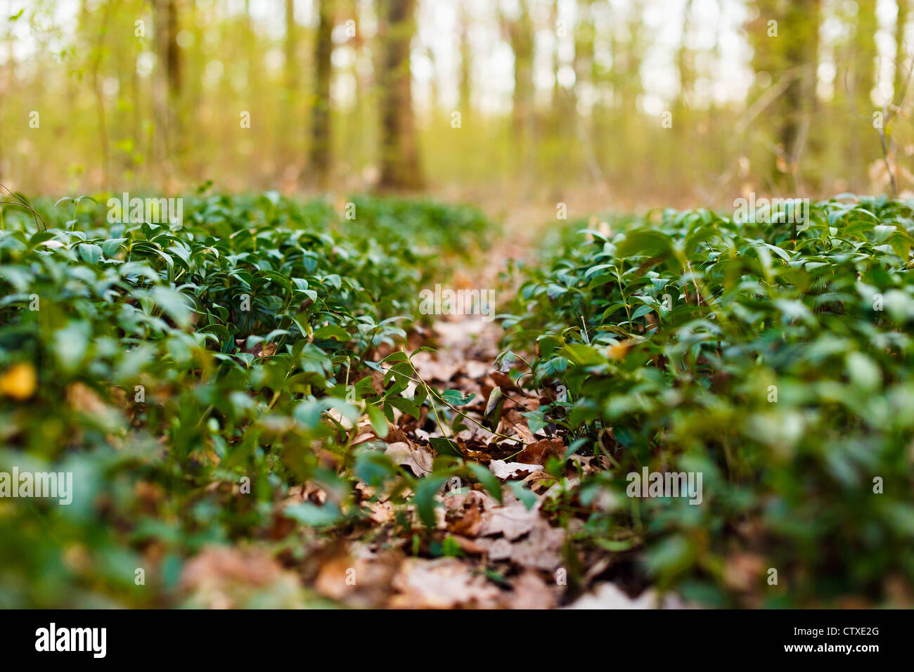 Trail in the forest Stock Photo - Alamy