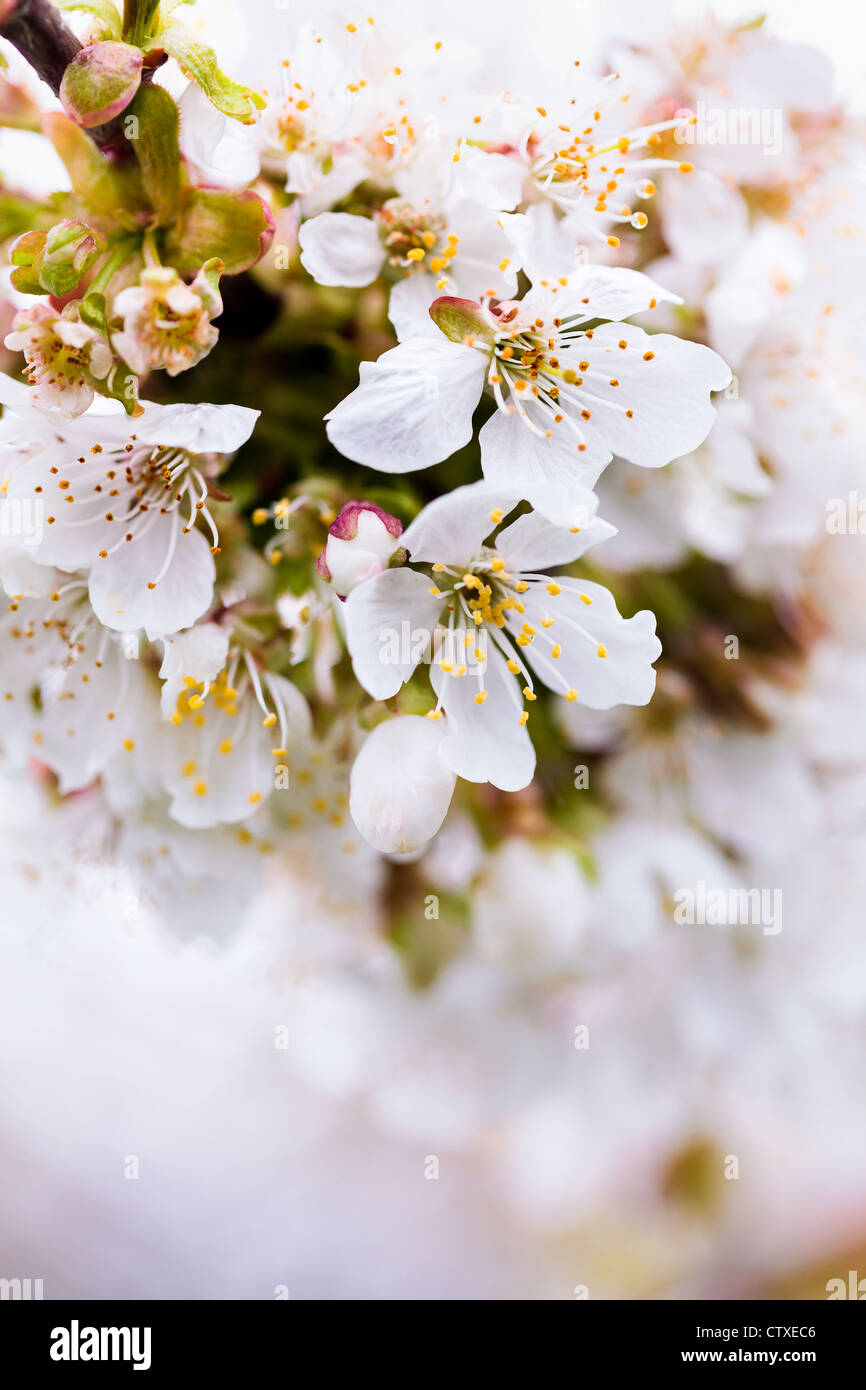 Closeup of a cherry tree branch with white flowers on springtime Stock ...