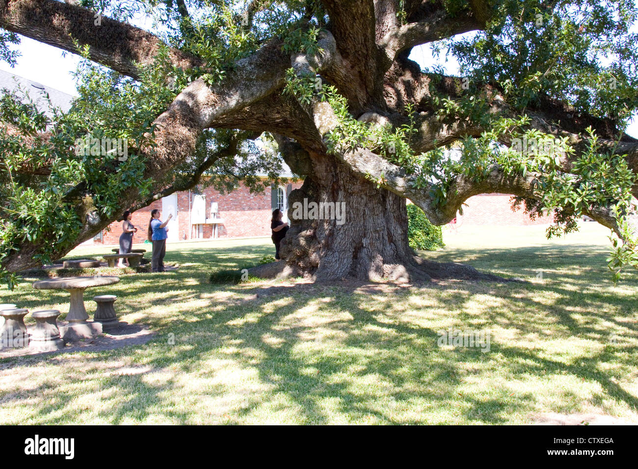 375-year-old Sallier Oak (named after an early settler) stands beside the Imperial Calcasieu Museum in Lake Charles, LA, USA Stock Photo