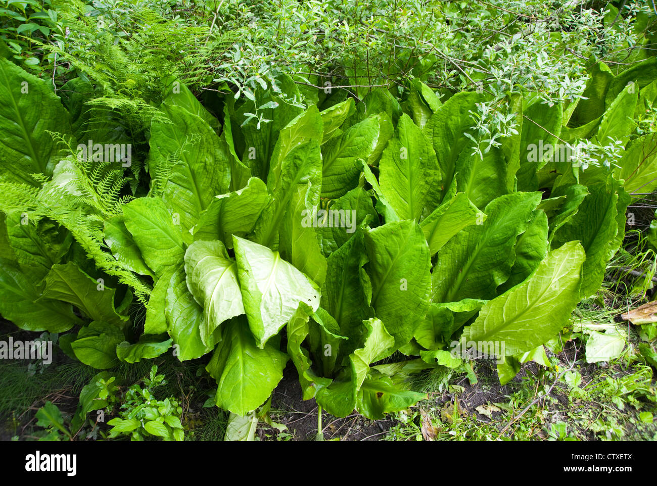 Skunk cabbage trail hires stock photography and images Alamy